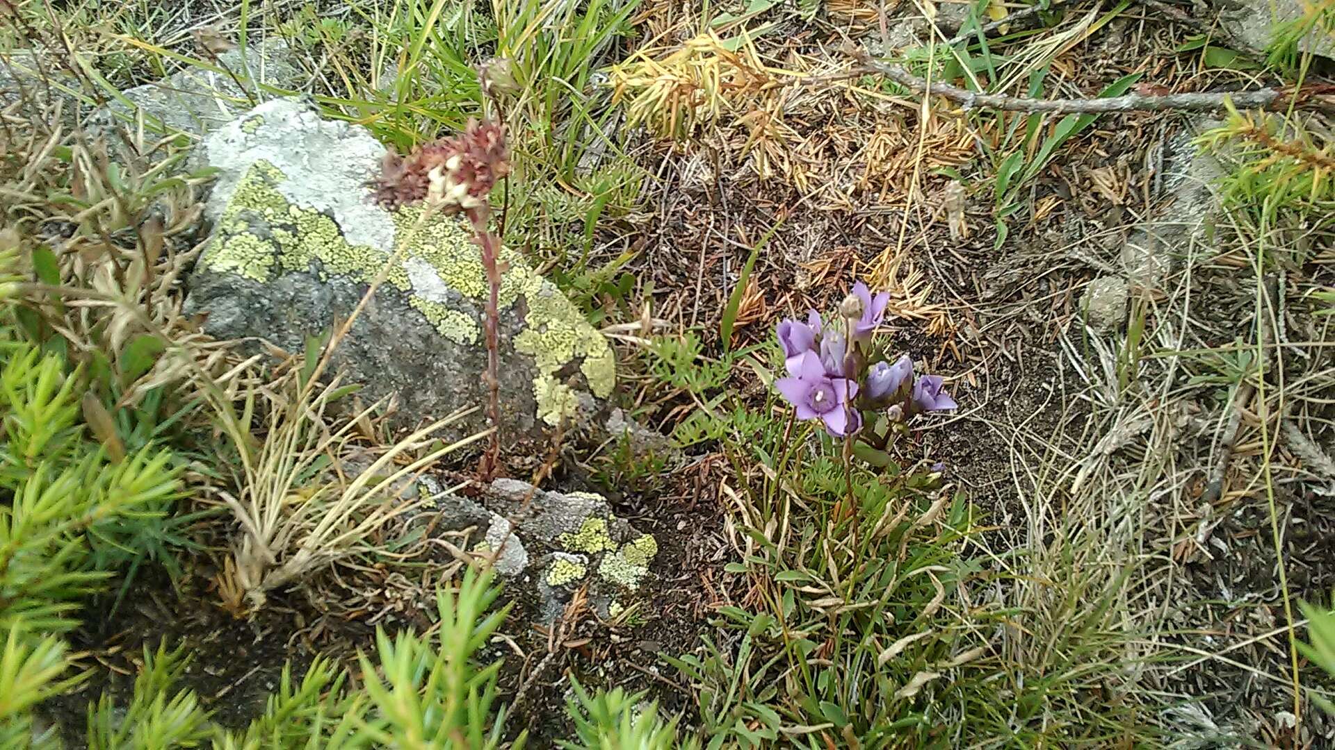 Image de Gentianella biebersteinii (Bunge) Holub