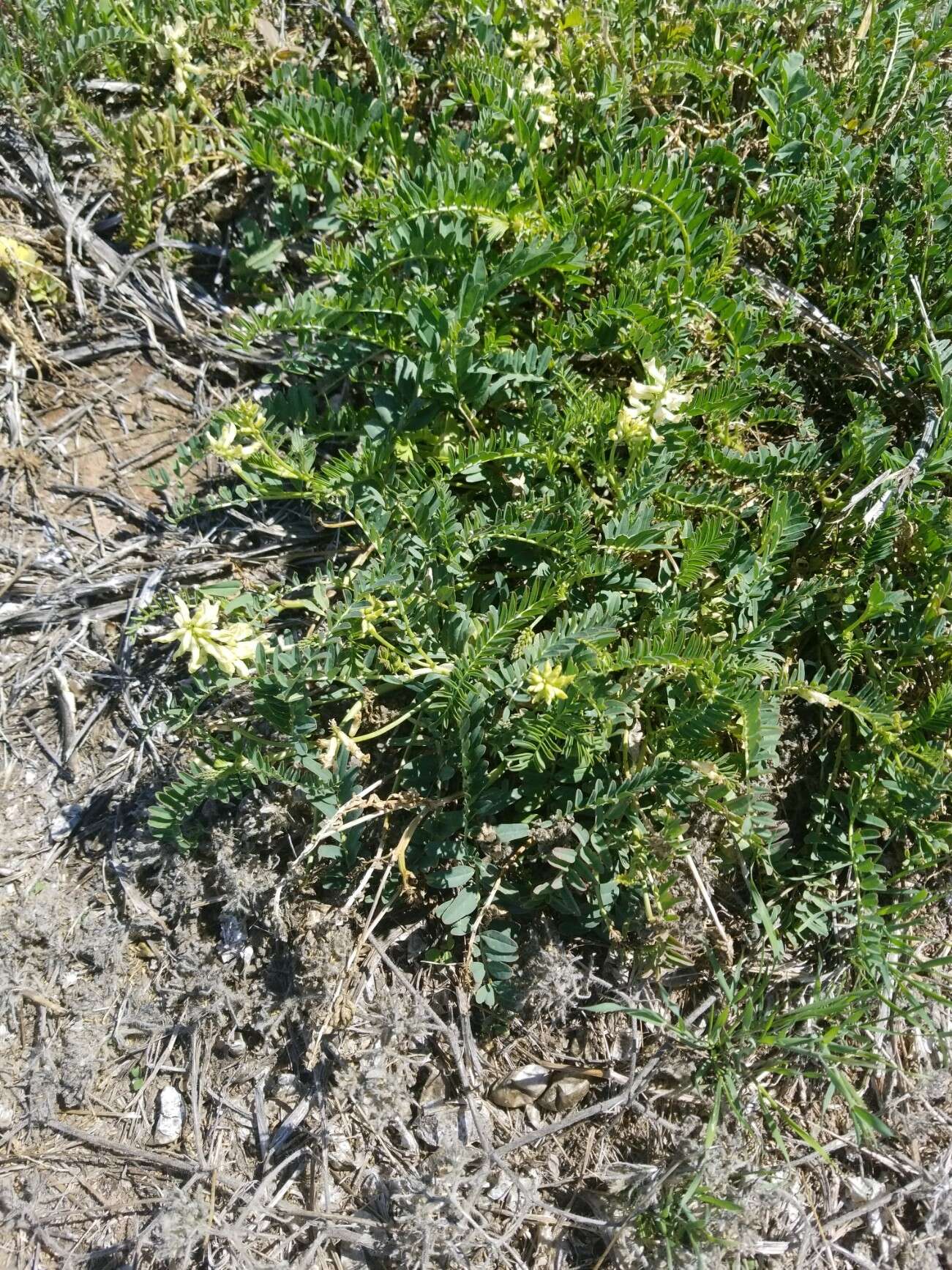 Image of Pomona milkvetch