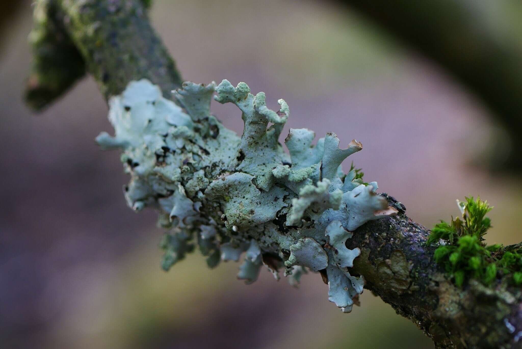 Image of Hypotrachyna lichen