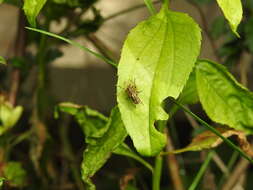 Anthomyia punctipennis Wiedemann 1830的圖片