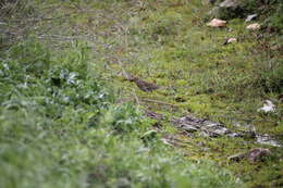 Image of Song Thrush