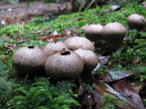 Image of Common Puffball