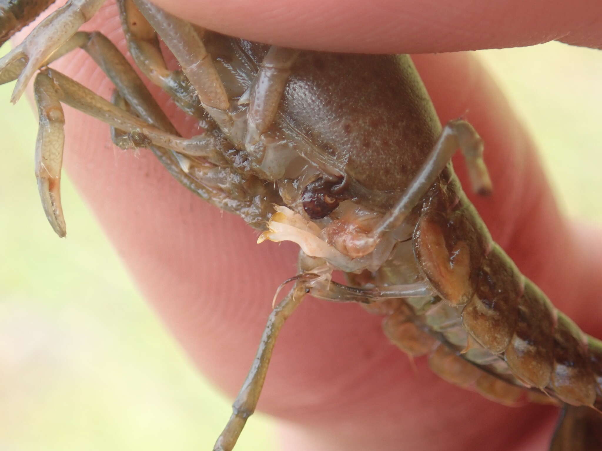 Image of Procambarus apalachicolae Hobbs 1942
