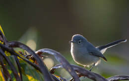 صورة Polioptila caerulea cozumelae Griscom 1926