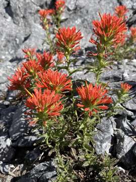 Image de Castilleja martini var. clokeyi