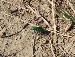 Image de Cicindela (Cicindela) denverensis Casey 1897