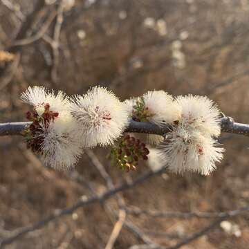 Sivun Senegalia mellifera (Vahl) Seigler & Ebinger kuva