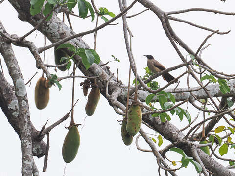 Image of Blackcap Babbler