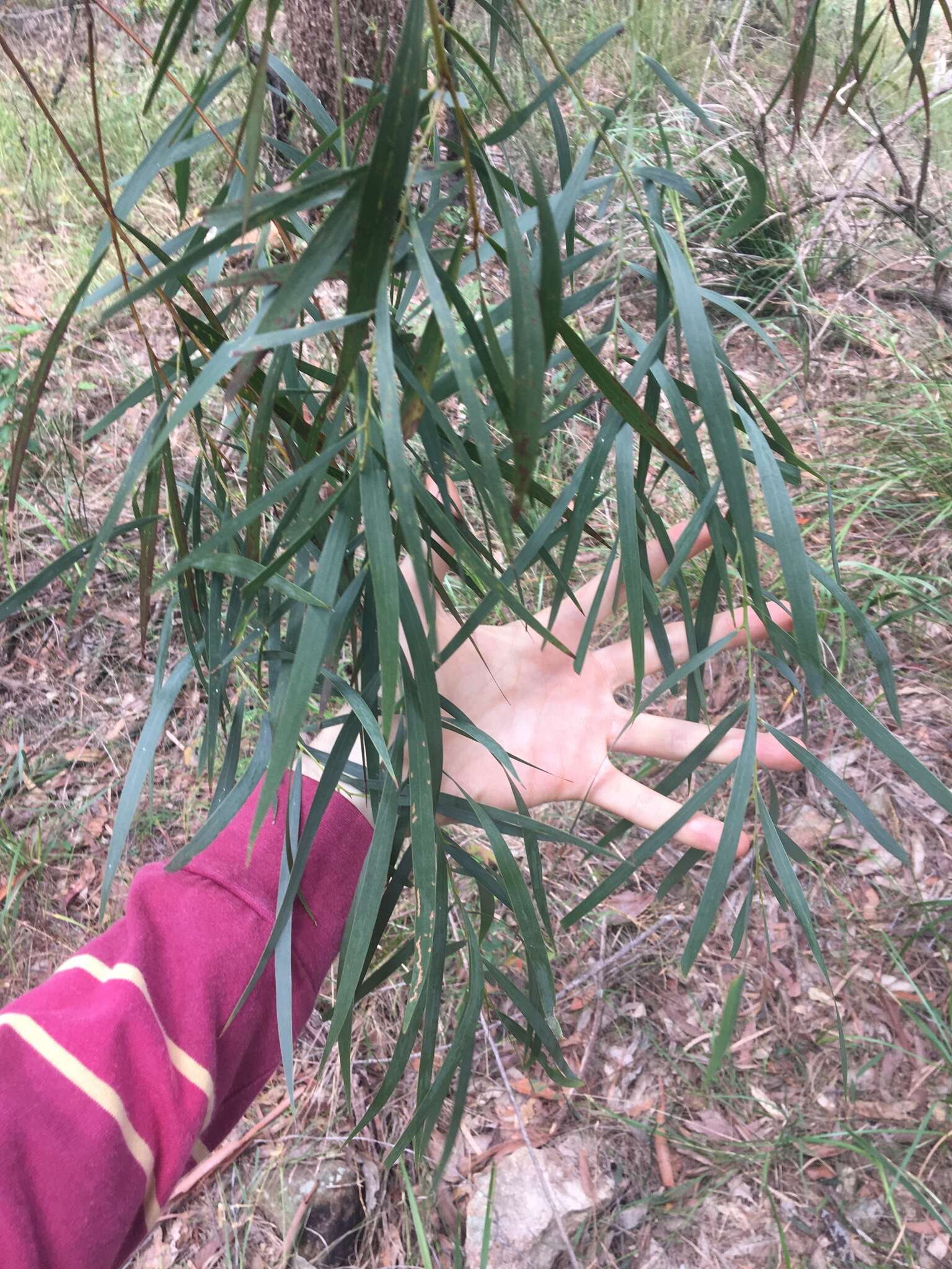 Image of Acacia courtii Tindale & Hersc.