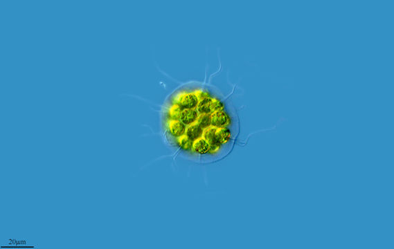 Image of <i>Pandorina charkowiensis</i> Korschikov 1923