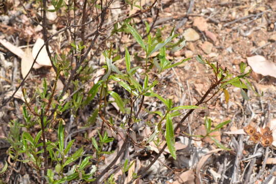 Imagem de Cistus ladanifer L.