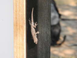 Image of Chobe Dwarf Gecko