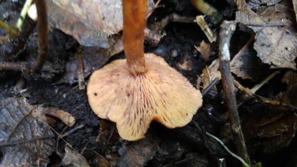 Plancia ëd Lactarius strigosipes Montoya & Bandala 2008