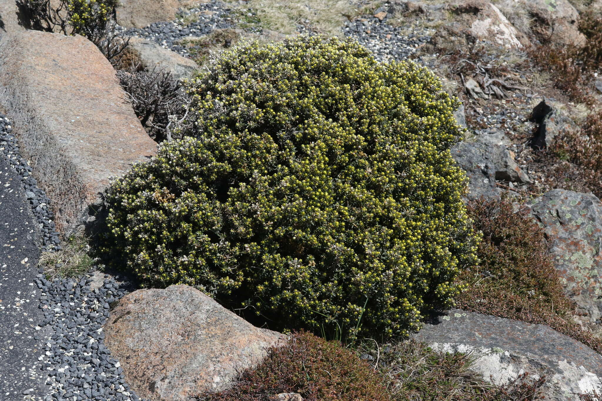 Ozothamnus ledifolius (A. Cunn. ex DC.) Hook. fil. resmi