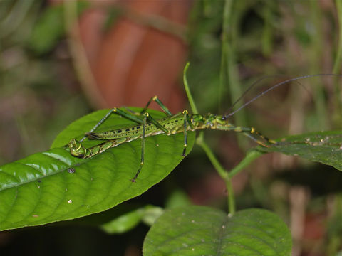 Image of <i>Aschiphasma annulipes</i> Westwood 1835