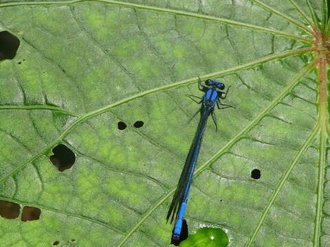 Image of Argia medullaris Hagen ex Selys 1865