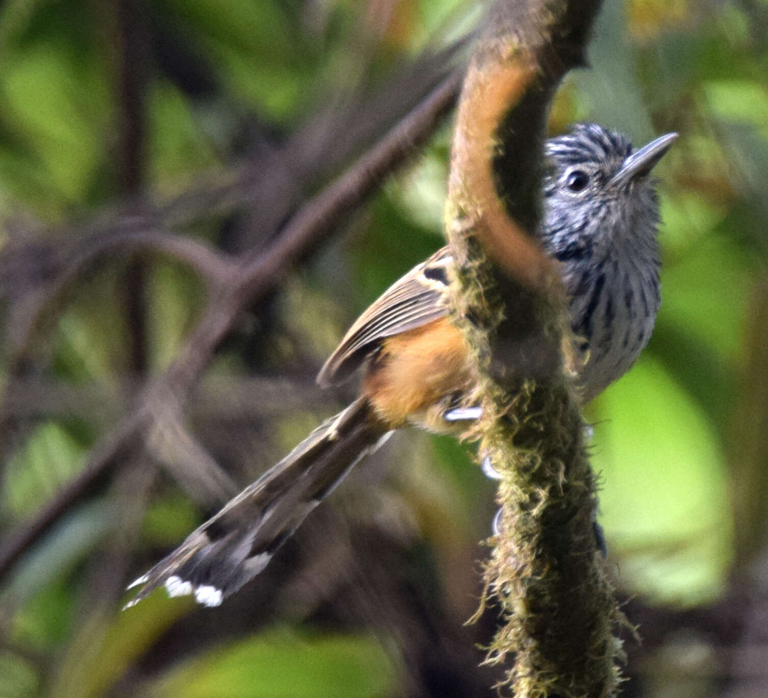 Image of Streak-headed Antbird