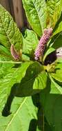 Image of Phytolacca polyandra Batalin