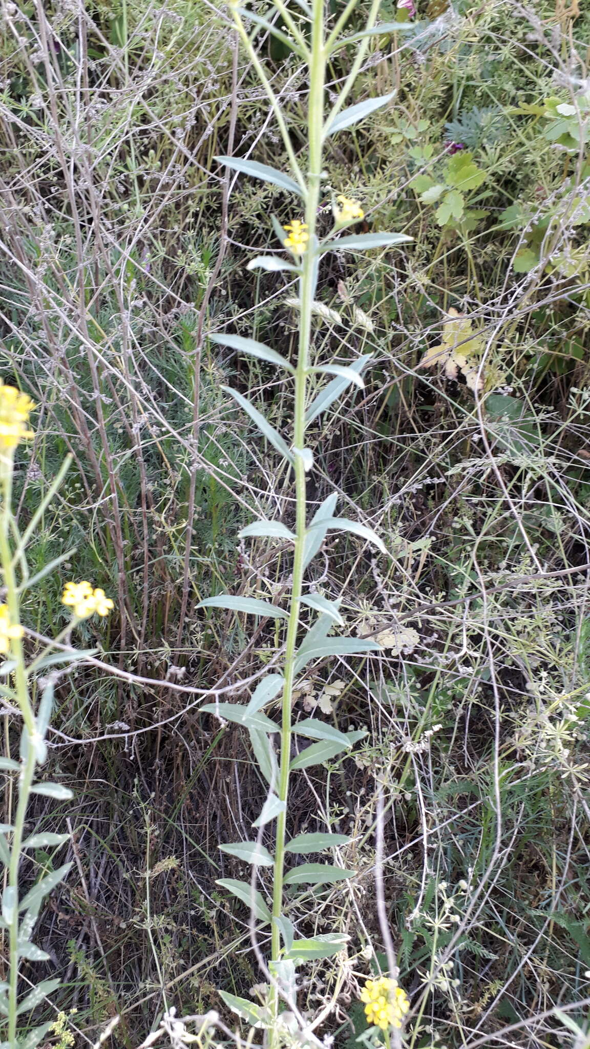 Image of Erysimum virgatum Roth