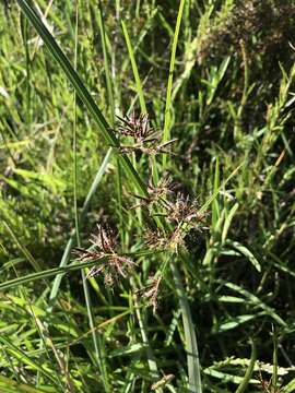 Image of Cyperus longus subsp. longus