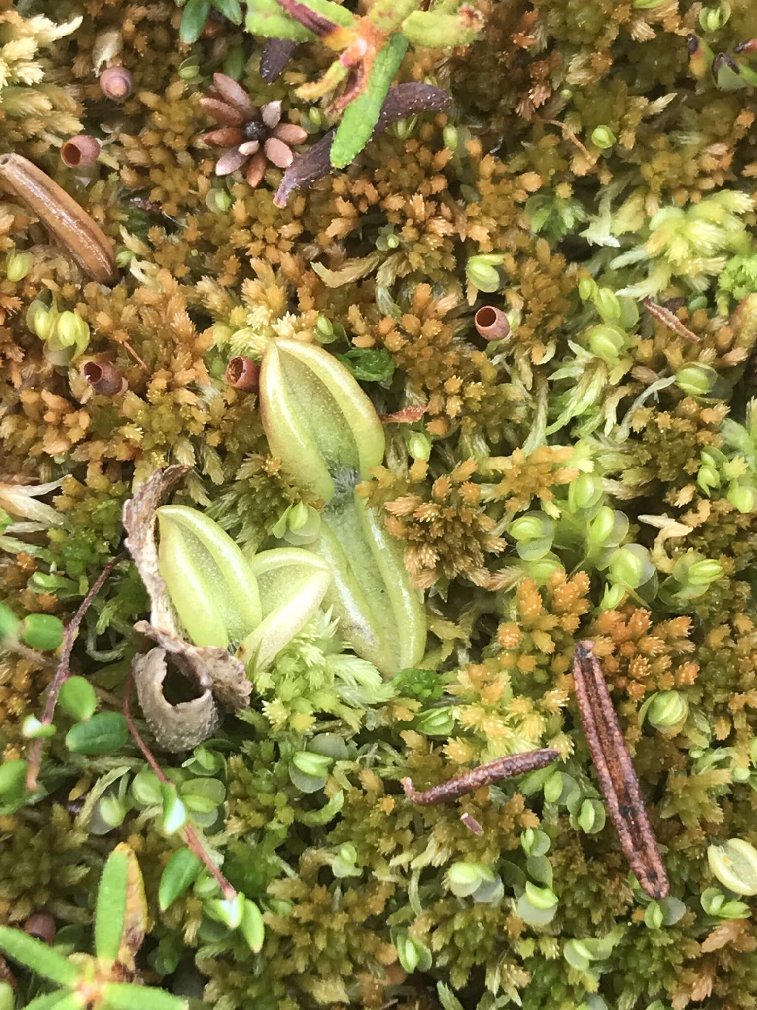 Imagem de Pinguicula villosa L.