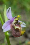 Image of Ophrys fuciflora subsp. candica E. Nelson ex Soó