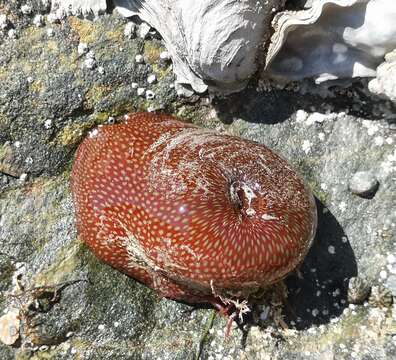 Image of Strawberry anemone