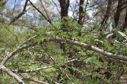 Plancia ëd Archidendropsis basaltica (F. Muell.) I. C. Nielsen