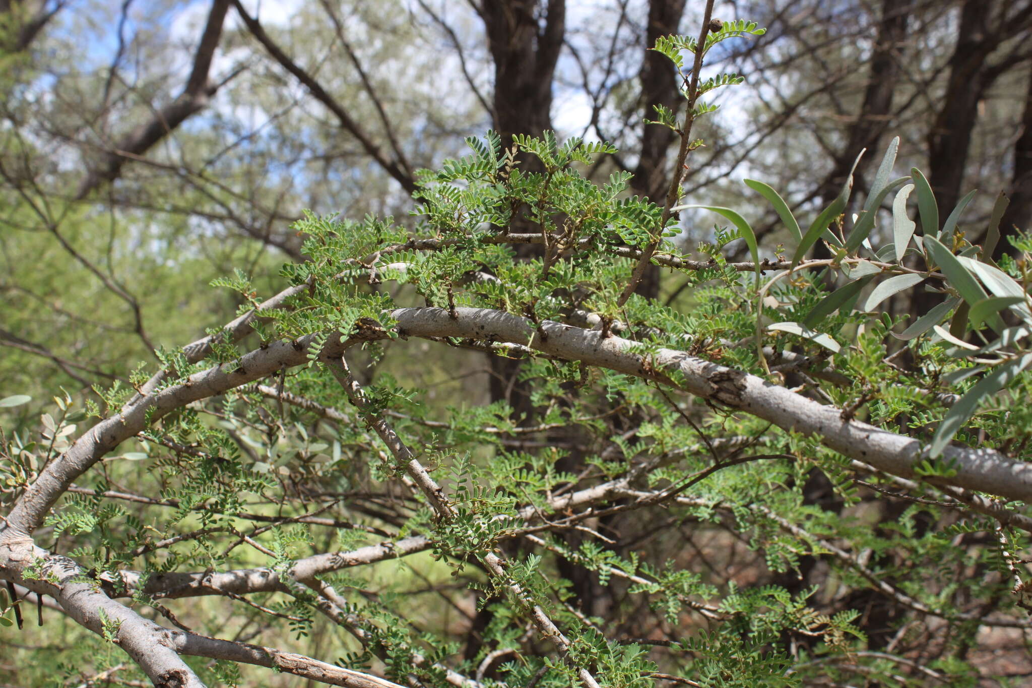 Plancia ëd Archidendropsis basaltica (F. Muell.) I. C. Nielsen