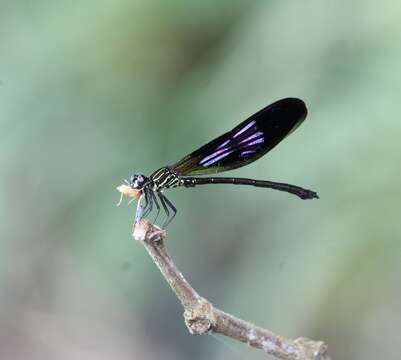 Image de Euphaea aspasia Selys 1853