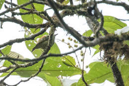 Image of Rufous-rumped Antwren