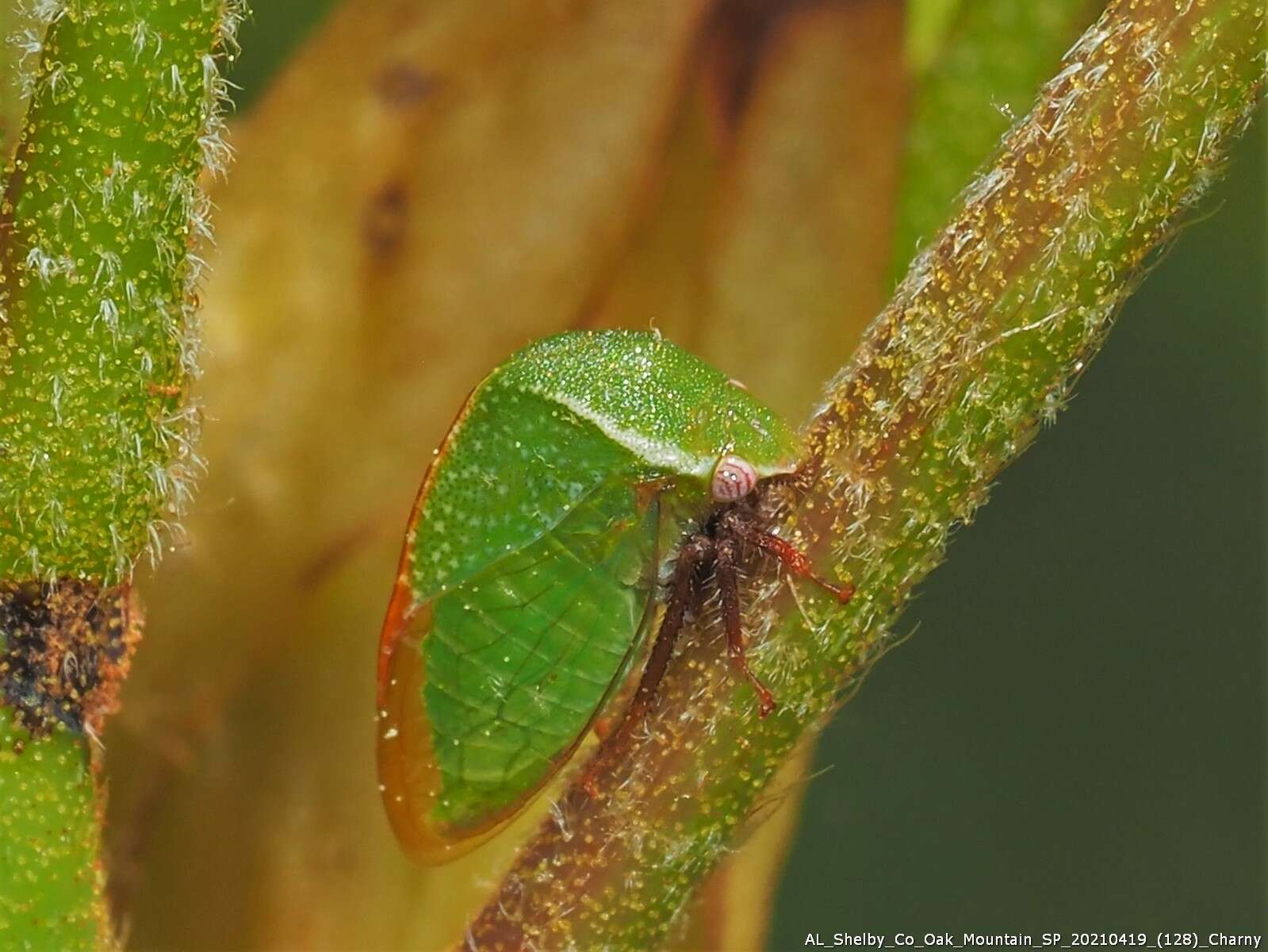 Image of Stictocephala lutea Walker