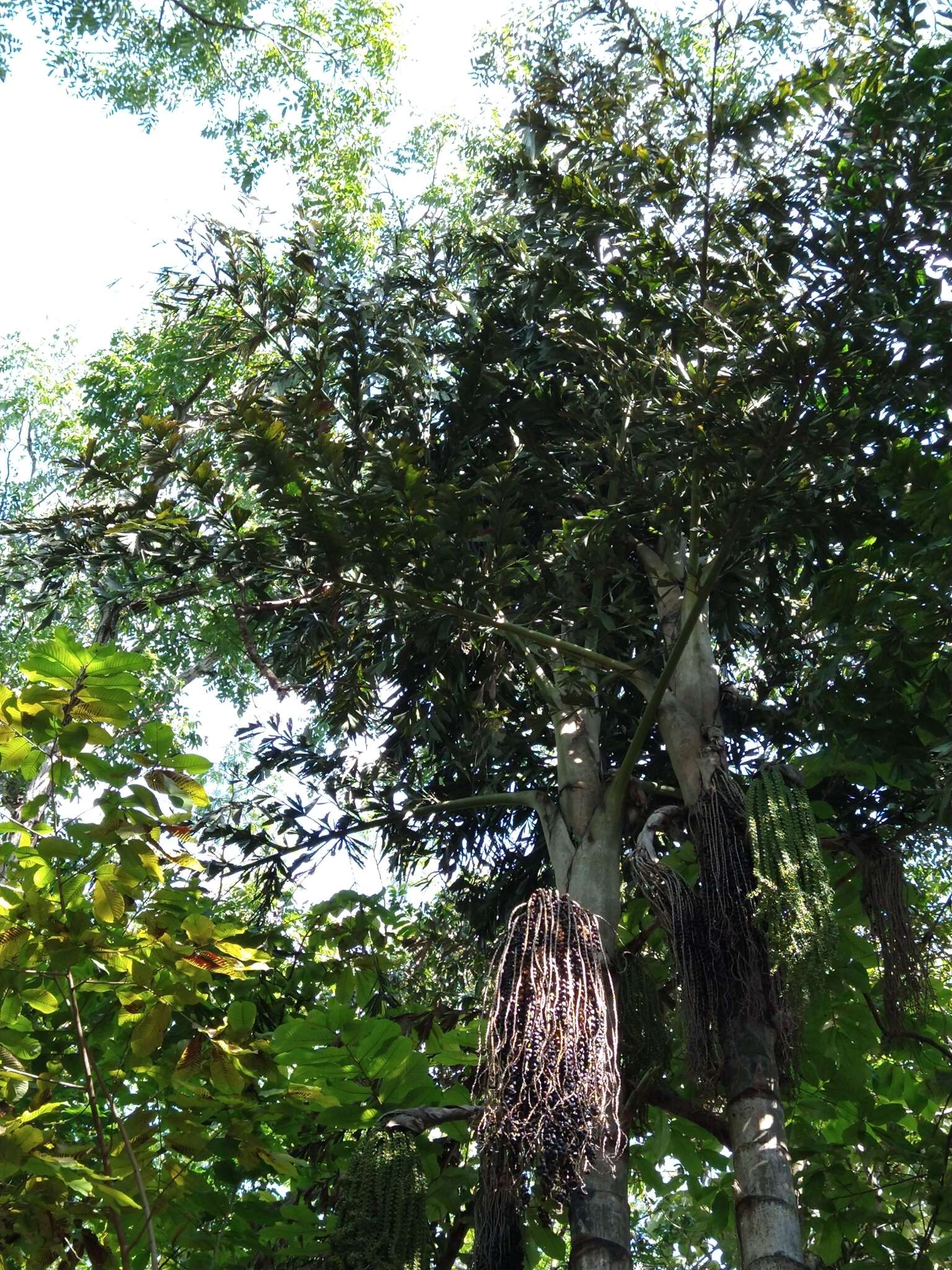 Image of Fishtail Palm