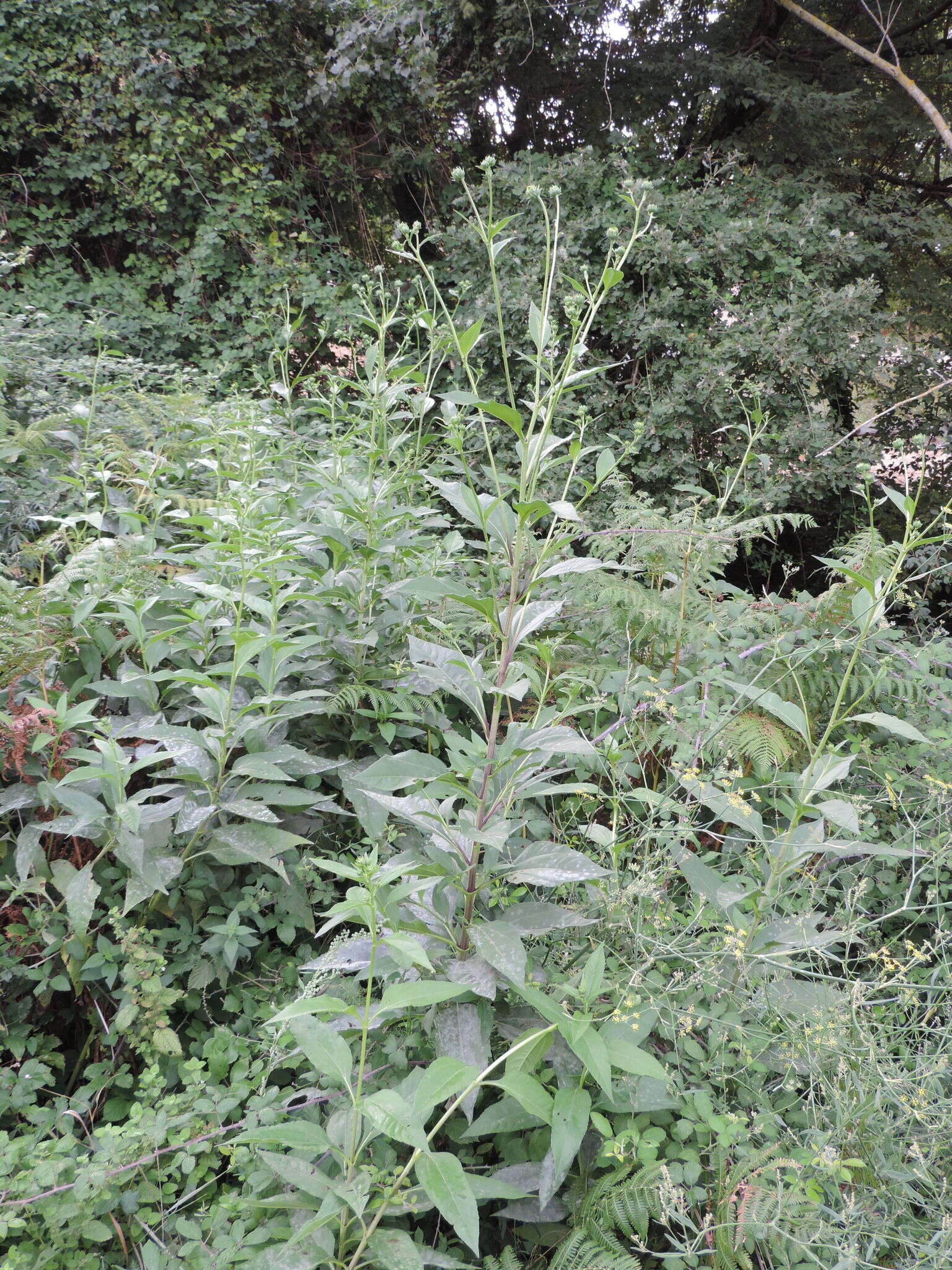 Image of cheerful sunflower