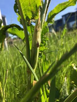 Image of Dock Hyper Weevil