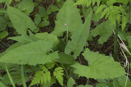 Image de Saussurea triangulata Trautv. & Mey.