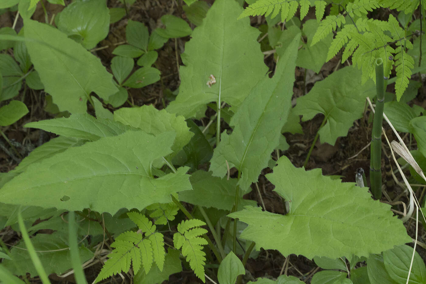 Image de Saussurea triangulata Trautv. & Mey.