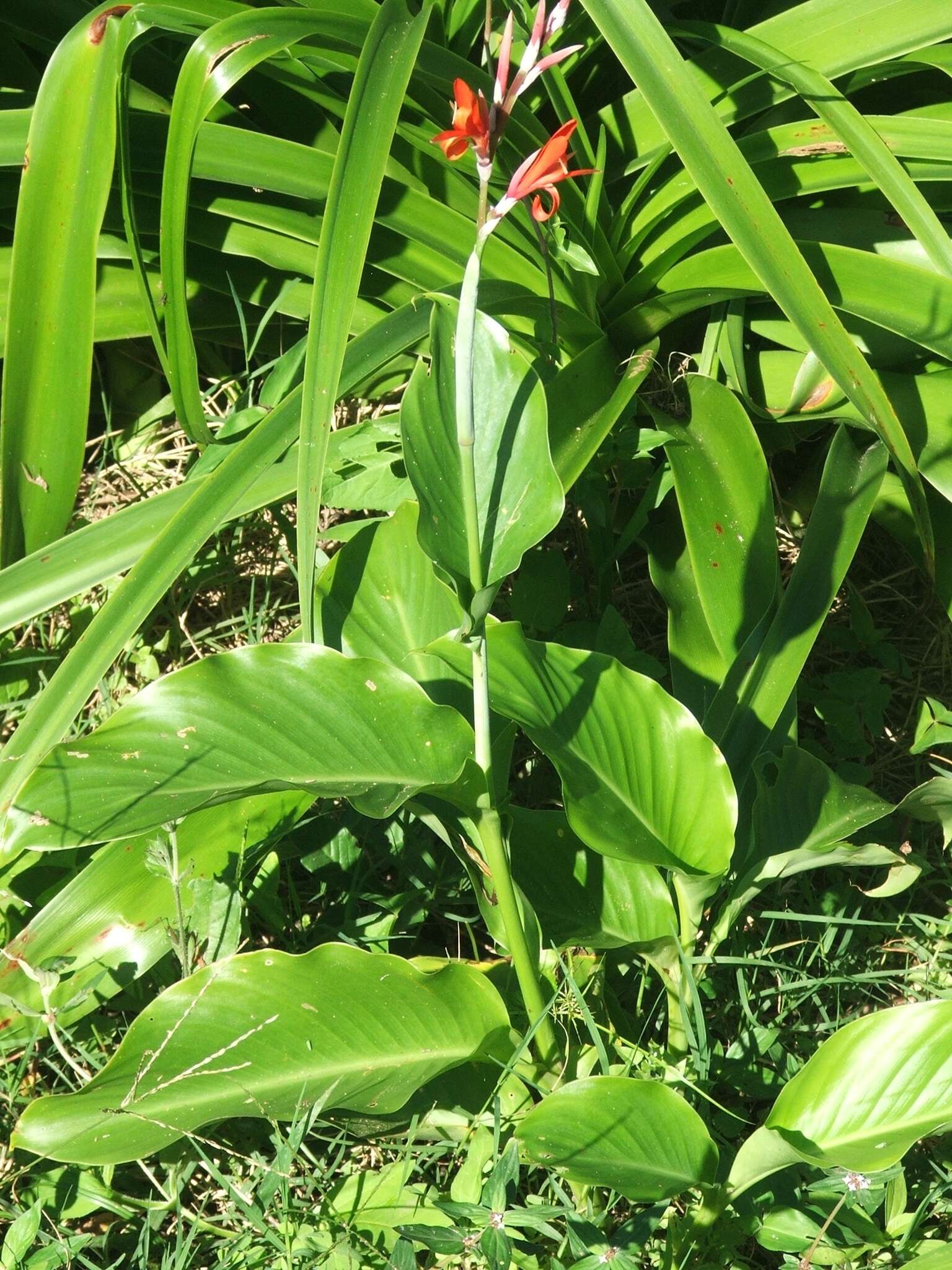 Image of Canna indica L.