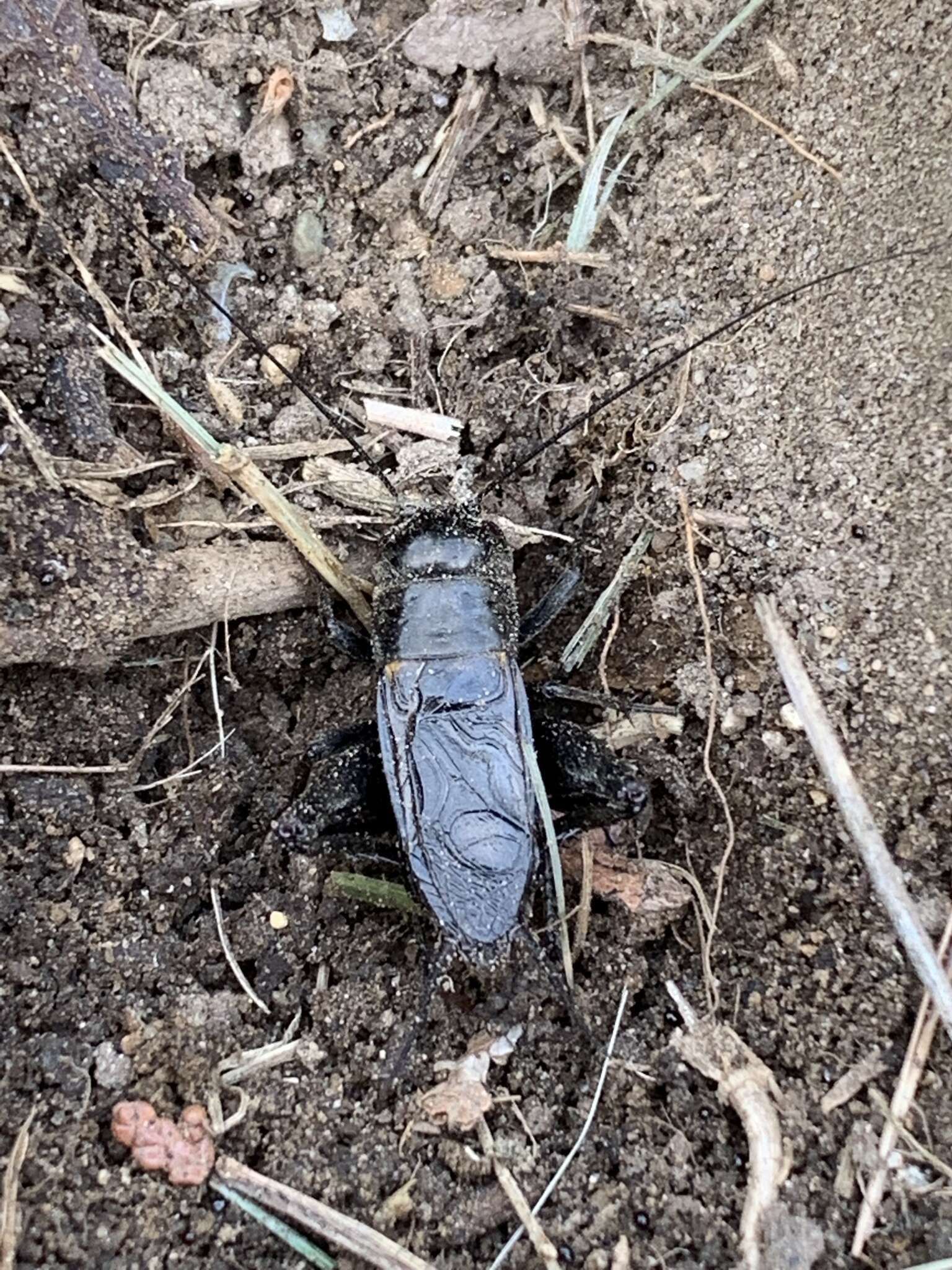 Image of Spring Field Cricket