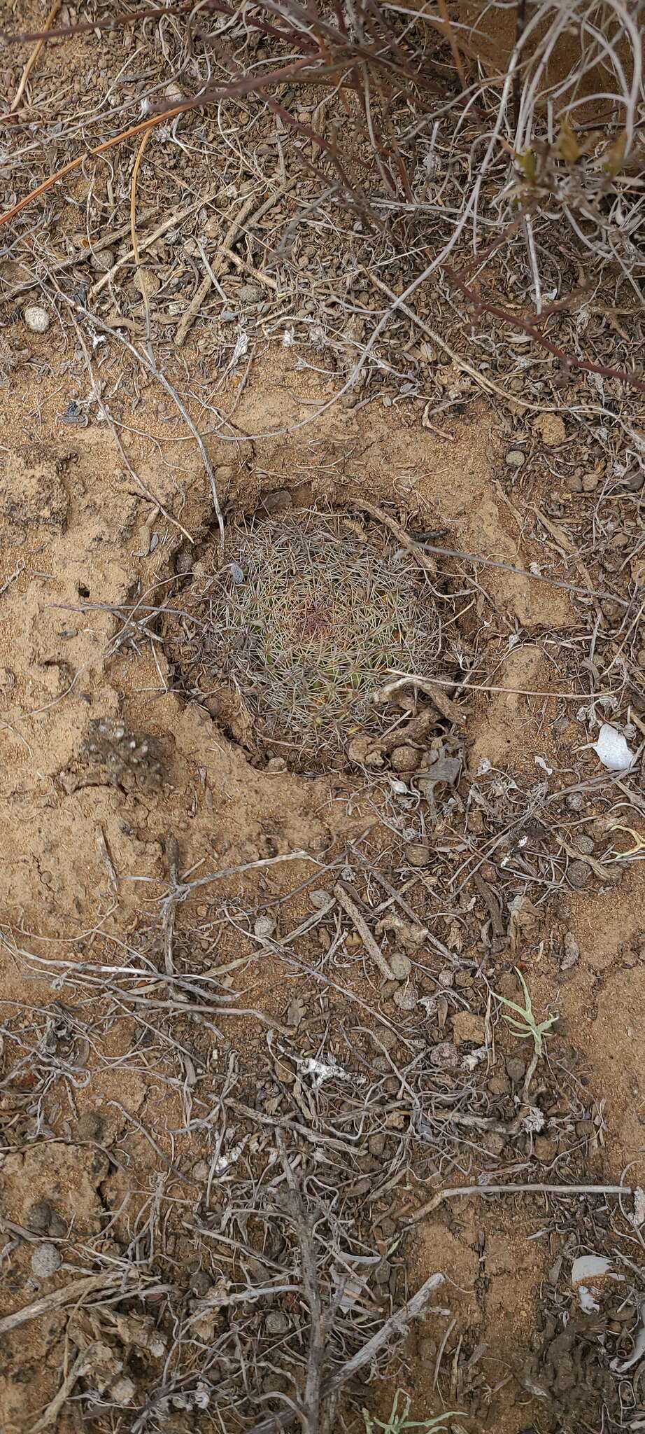 Image de Mammillaria brandegeei (J. M. Coult.) Engelm. ex K. Brandegee