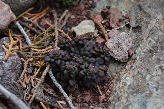 Image of Monanthes brachycaulos (Webb & Berth) Lowe