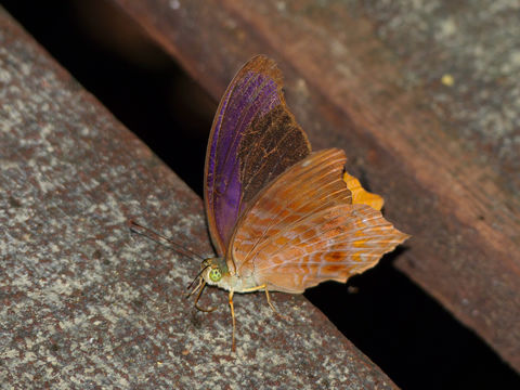 Image of <i>Terinos clarissa praestigiosa</i> Fruhstorfer 1915