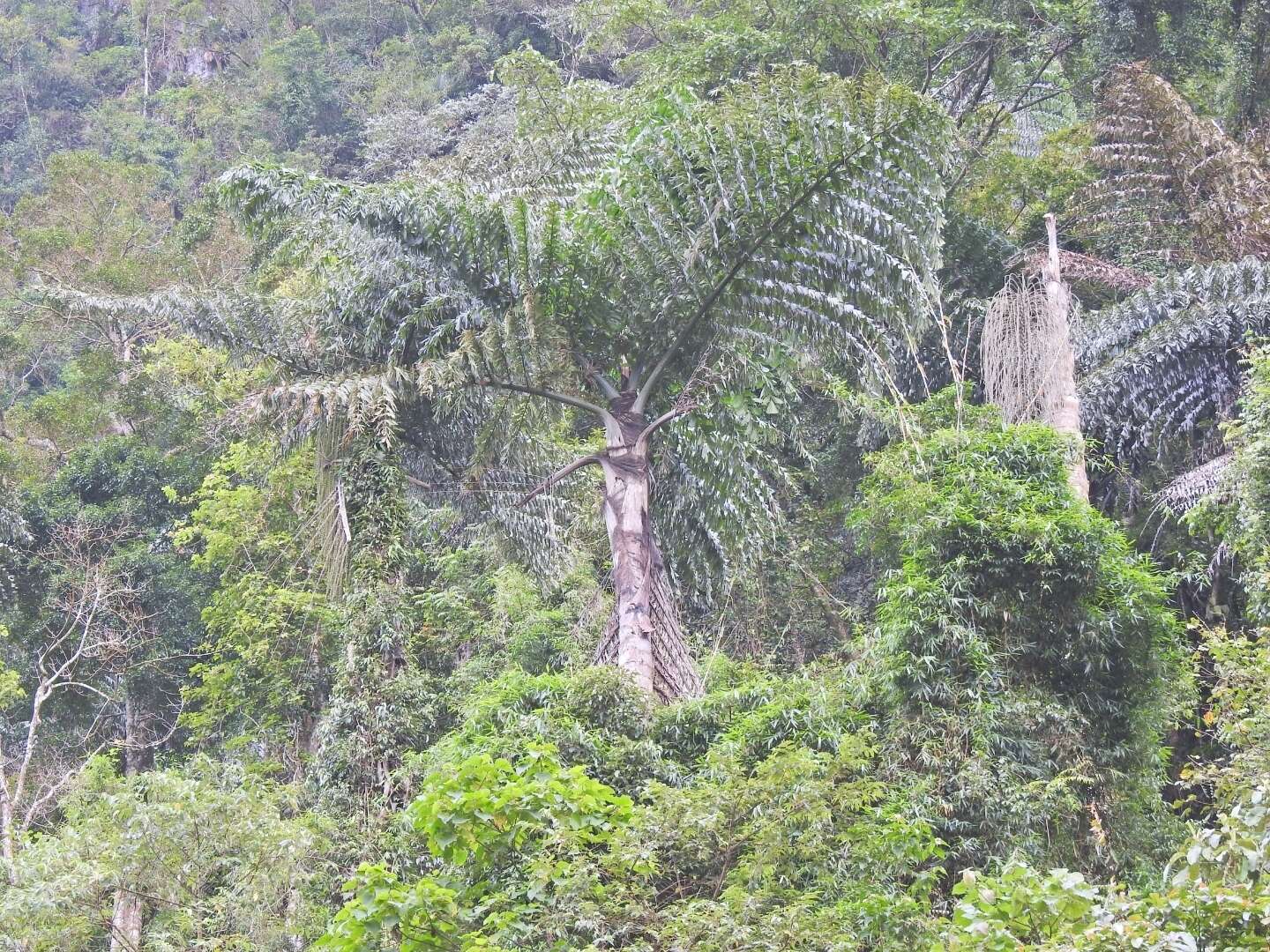 Caryota obtusa Griff. resmi