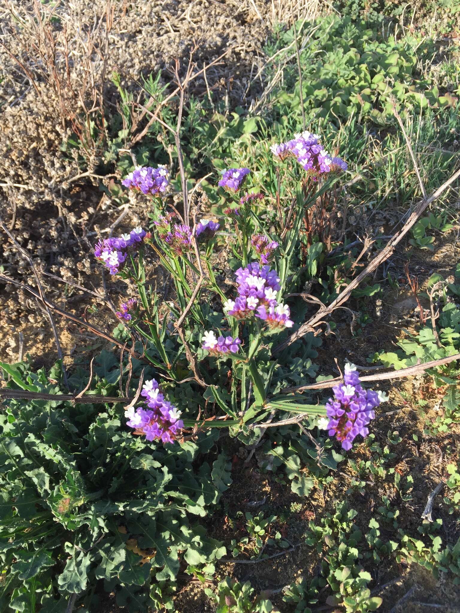 Imagem de Limonium sinuatum (L.) Miller