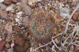 Image of rhinoceros cactus