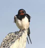 Image of Hirundo rustica rustica Linnaeus 1758