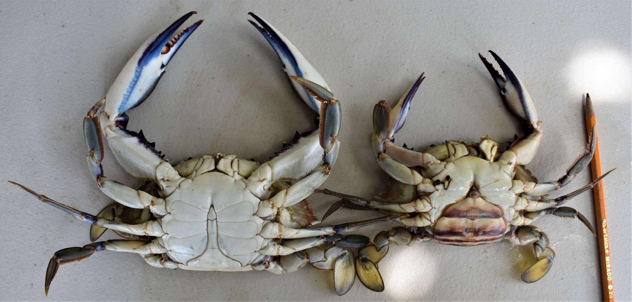 Image of warrior swimming crab