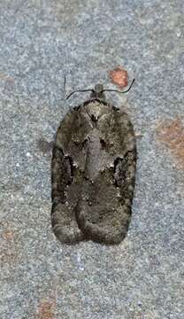 Image of Acleris chalybeana Fernald 1882