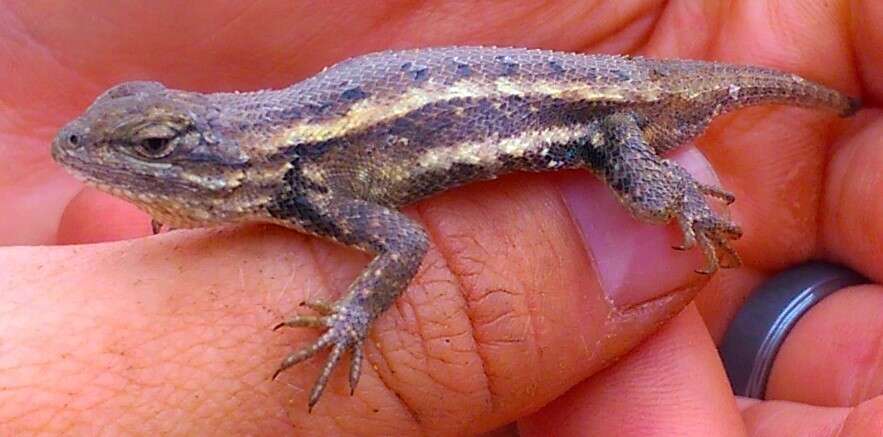 Image of Southern Prairie Lizard