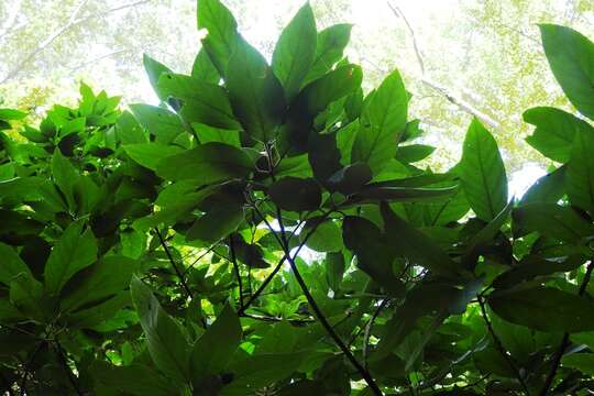 Plancia ëd Styrax radians P. W. Fritsch